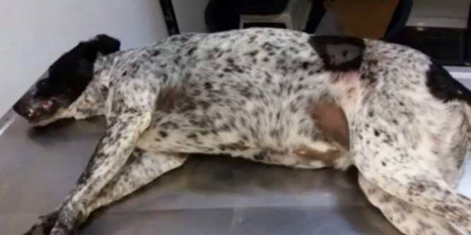 Hayvanseverlerden Muğla’daki köpek cinayetine tepki