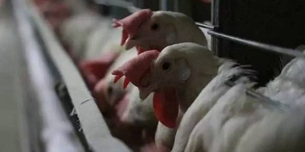 427 bin tavuğu itlaf edecekler