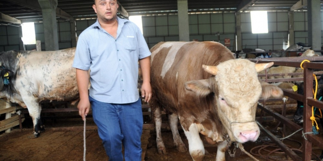 Bafra’da kurbanlık hayvanlara rağbet yok