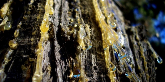 İzmir ve Manisa’da 85 ton reçine üretilecek