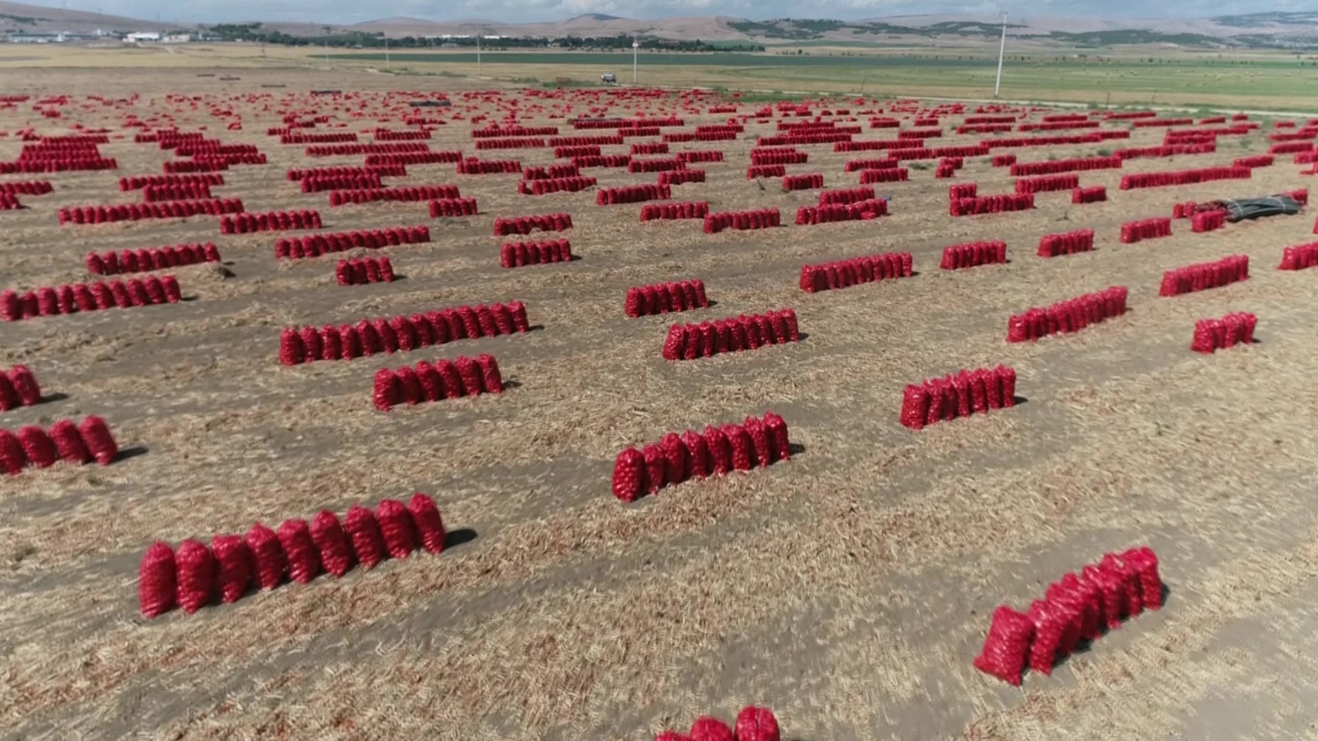 430 bin ton üretildi, Amasya’da soğan tarlada bir aydır 6 TL