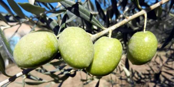 Zeytinyağı ihracatında yüzde 425’lik rekor artış