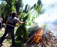 3 yılda 75 milyon kök Hint keneviri