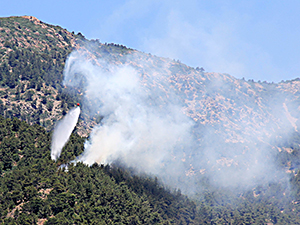 Bu defa ormanı ateşe verdiler