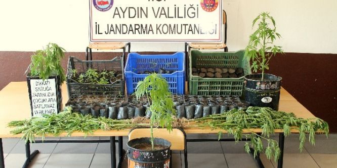 Aydın’da 472 kök hint keneviri ele geçirildi