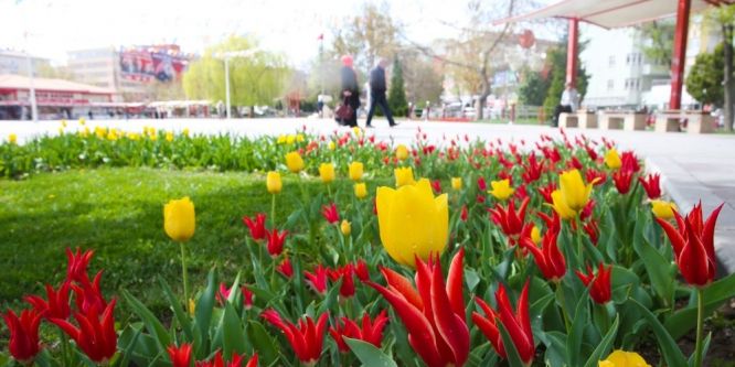 Sincan’da baharın müjdecisi laleler