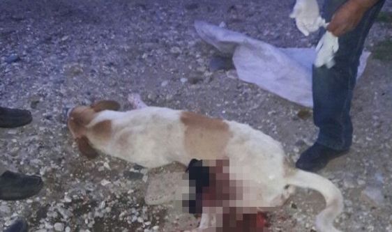 Bunu yapan insan olamaz!