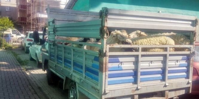 25 adet koyuna 3 bin 500 lira ceza
