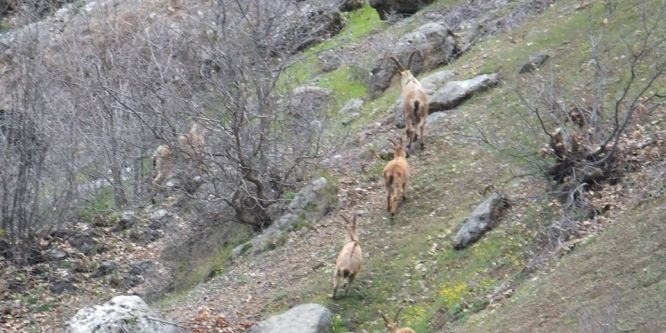 Yaban keçiler sürü halinde görüntülendi