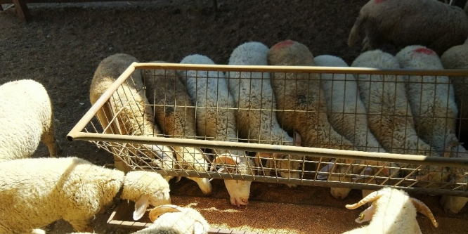 Kurbanlık satışları başladı