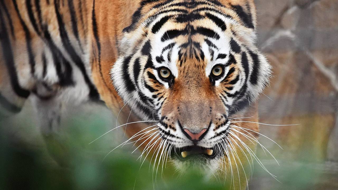47 kaplan, 3 aslan ve 1 panter öldü! Sebebi dünyayı korkuttu