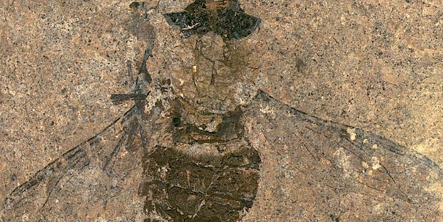 47 milyon yıllık sineğin midesinin dolup taştığı ortaya çıktı! Bir ilk