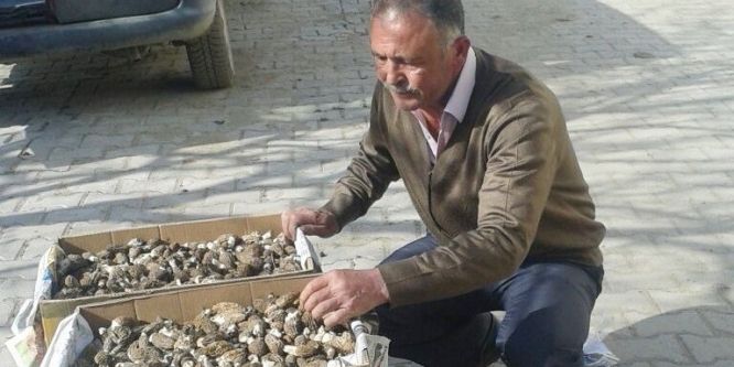 Kuzugöbeği mantarı köylülerin gelir kaynağı oldu