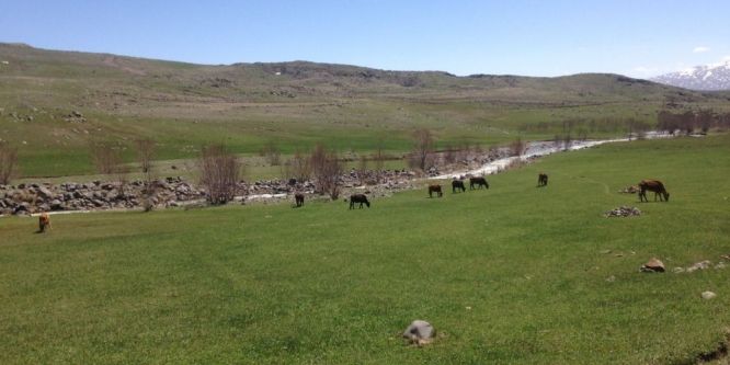 Hayvanlar meralara çıktı