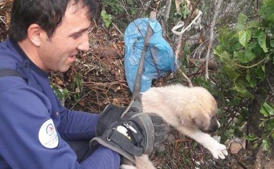 Kuru ağaç kütüğünde mahsur kalan köpeği itfaiye kurtardı