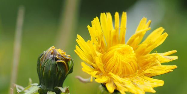 48 saatte kanseri yok eden içecekle tanışın
