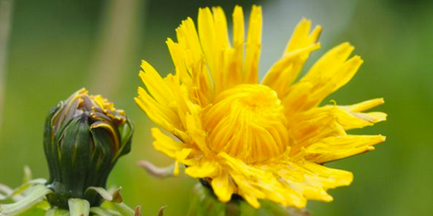 48 saatte kanseri yok eden içecekle tanışın: Gören kilo kilo satın alıyor! Yapan bu kez her şeyi değiştirir