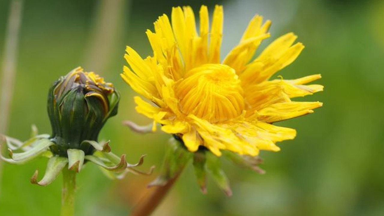 48 saatte kanseri yok eden içecekle tanışın: Duyan şaştı kaldı