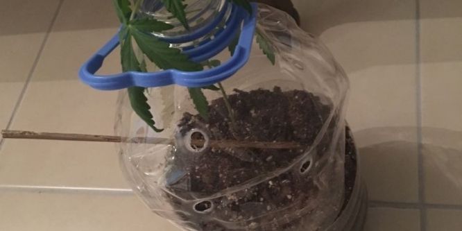 Jandarmadan ’yeşil kokain’ operasyonu