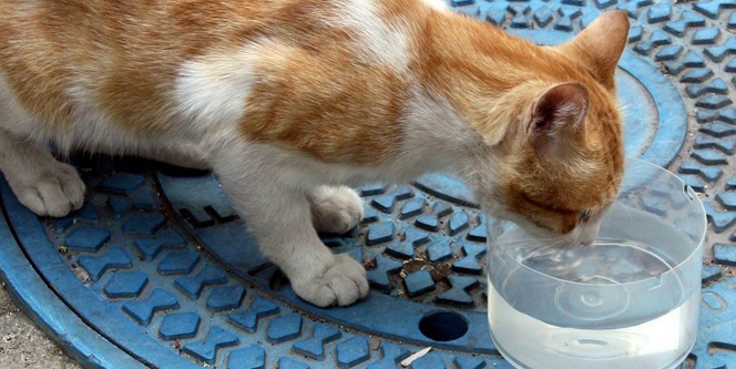 Sokak hayvanlarının yardımına koşuyor