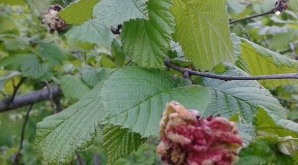 Fındıkta külleme hastalığında zira mücadele uyarısı