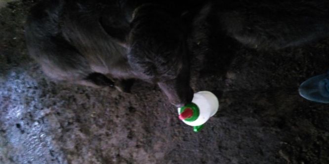 Bataklığa saplanan mandanın acı sonu