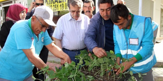 10 bin adet su kabağı fidesi ücretsiz olarak dağıtıldı