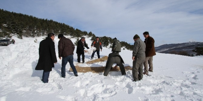 Kuşlar için yem dağıttı