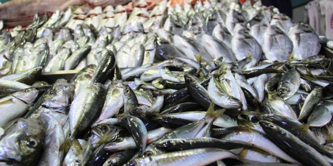Balık fiyatları el yakıyor