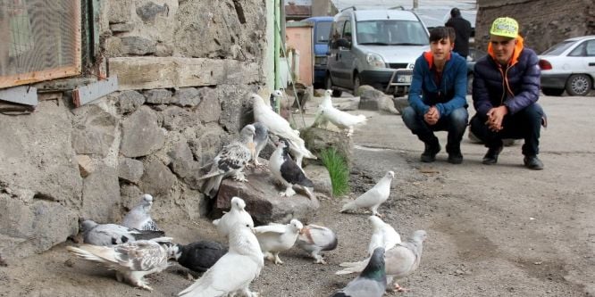 Otomobil fiyatına güvercin