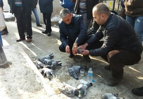 Güvercinler katledildi