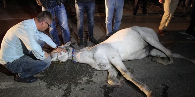 Kazada iki ayağı kırılan atın başında saatlerce bekledi