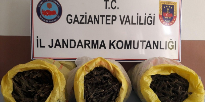 Gaziantep’te yol uygulamasında 15 kilo esrar ele geçirildi