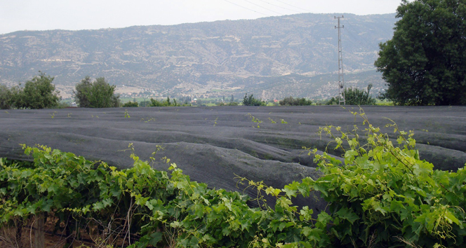 5 bin dekar alana dolu zarar verdi