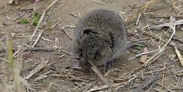 5 bin yıl önce insanlar nasıl besleniyordu