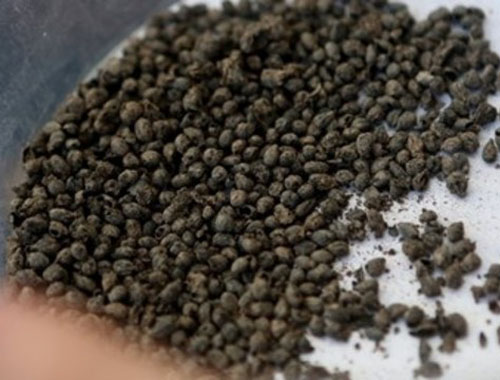 5 bin yıllık üzüm çekirdeği bulundu