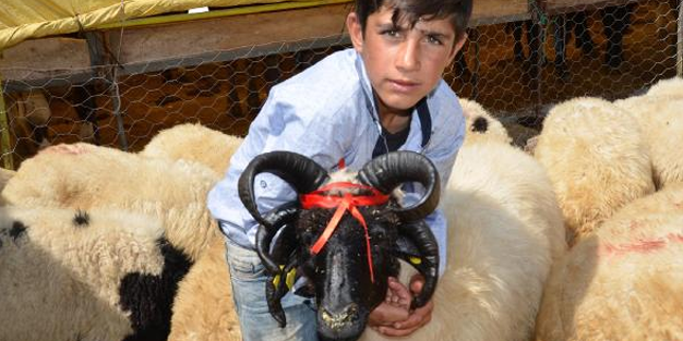 5 boynuzlu koç görenleri hayrete düşürüyor