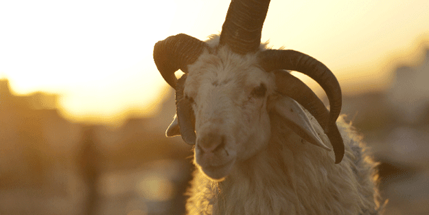 5 boynuzlu koçu görenler gözlerine inanamadı