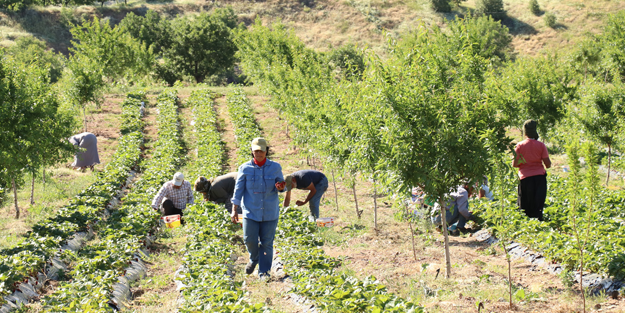 5 dönüm ile başlayıp 30 dönüme ulaştılar!