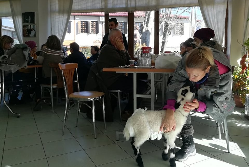5 günlükken annesini kaybeden sevimli kuzu ilçenin maskotu oldu 