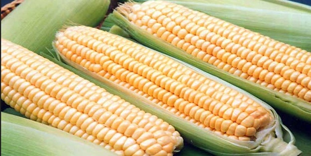 5 ilde mısır ekimi yasaklandı!