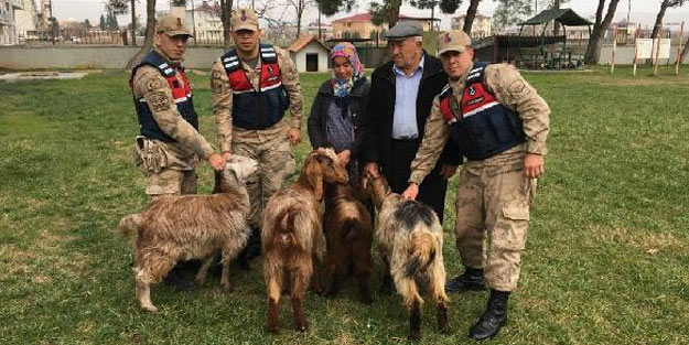 5 keçiyi çalan 2 şüpheli jandarma tarafından yakalandı