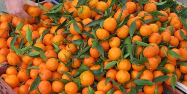 5 kilo verdiren mandalina diyeti