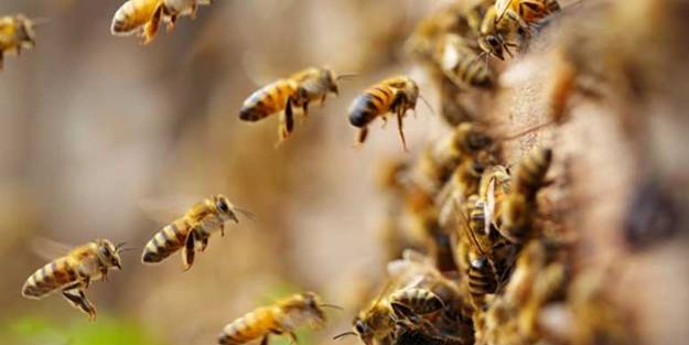 5 kişiye saldıran arılardan dehşet! Ölüme neden oldu