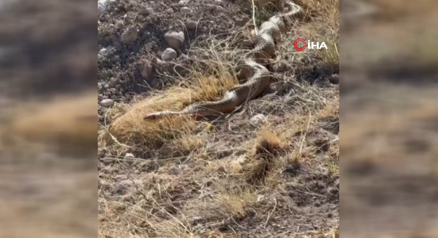 5 metrelik yılan Sivaslıları korkuttu