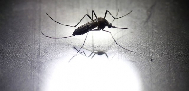 5 soruda Zika virüsü