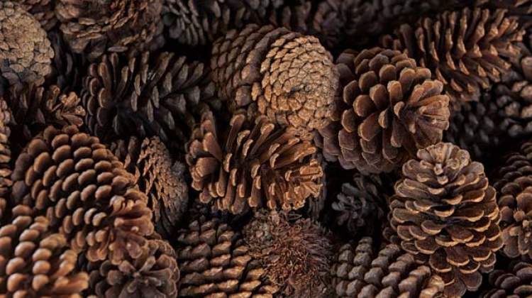 5 tane kozalağı doğrayıp suyun içine koyun ve...