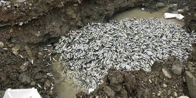 5 ton balığa el konuldu