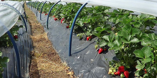 5 yıl önce 5 fideyle başladı şimdi 8 ton üretiyor!