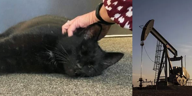 5 yıl önce kaybolan tek gözlü kedi öyle bir yerde bulundu ki...